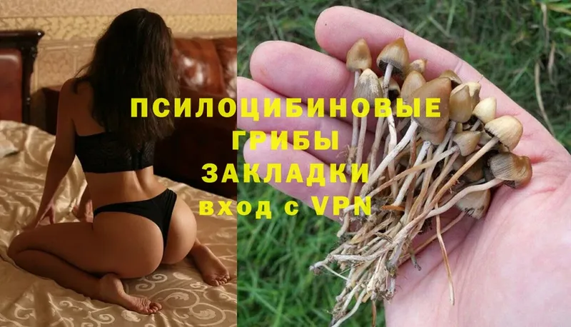 закладки  Донской  Псилоцибиновые грибы Magic Shrooms 